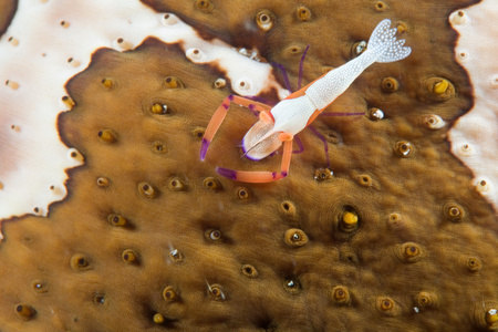 盖雷拉港的海洋生物图片