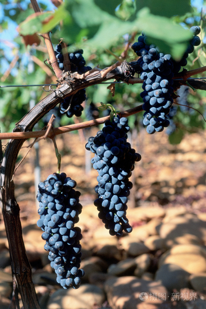 西拉葡萄
