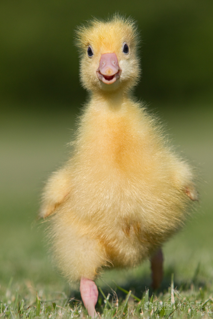 一只小鹅走在草地上