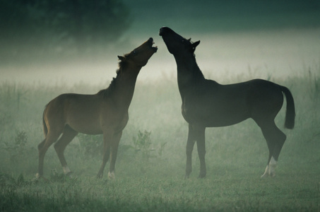嘶鸣乡下人两匹马在雾中嘶鸣照片