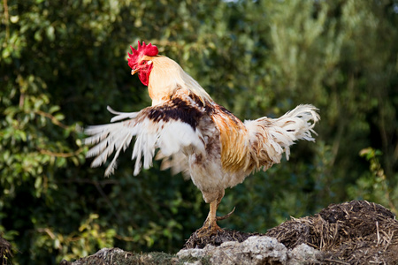公鸡拍翅膀图片