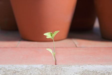 植物生长通过路面图片