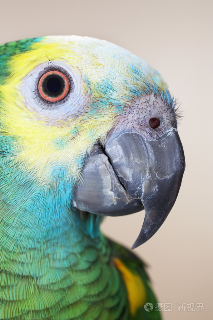 鹦鹉的头