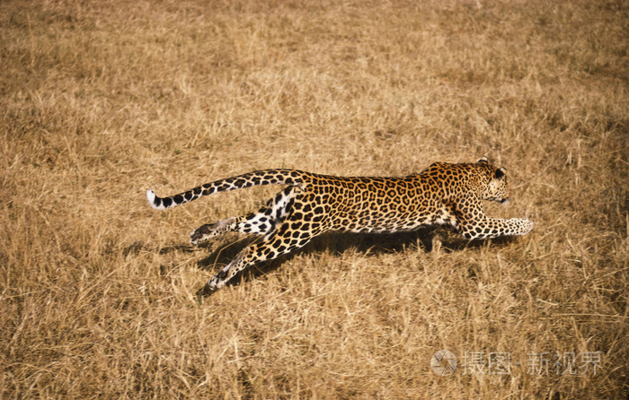 奔跑的非洲豹