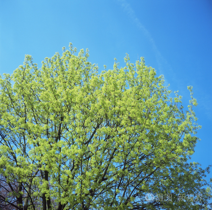 春天的树