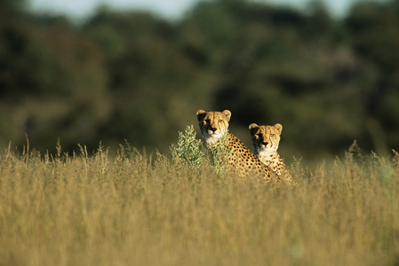 两只野猫两只猎豹照片