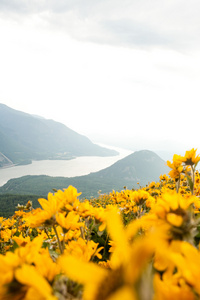 黄花山景图片