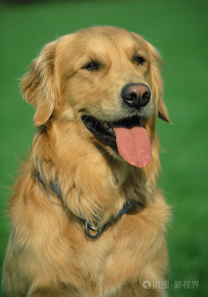 金毛犬照片-正版商用图片0gqln1-摄图新视界