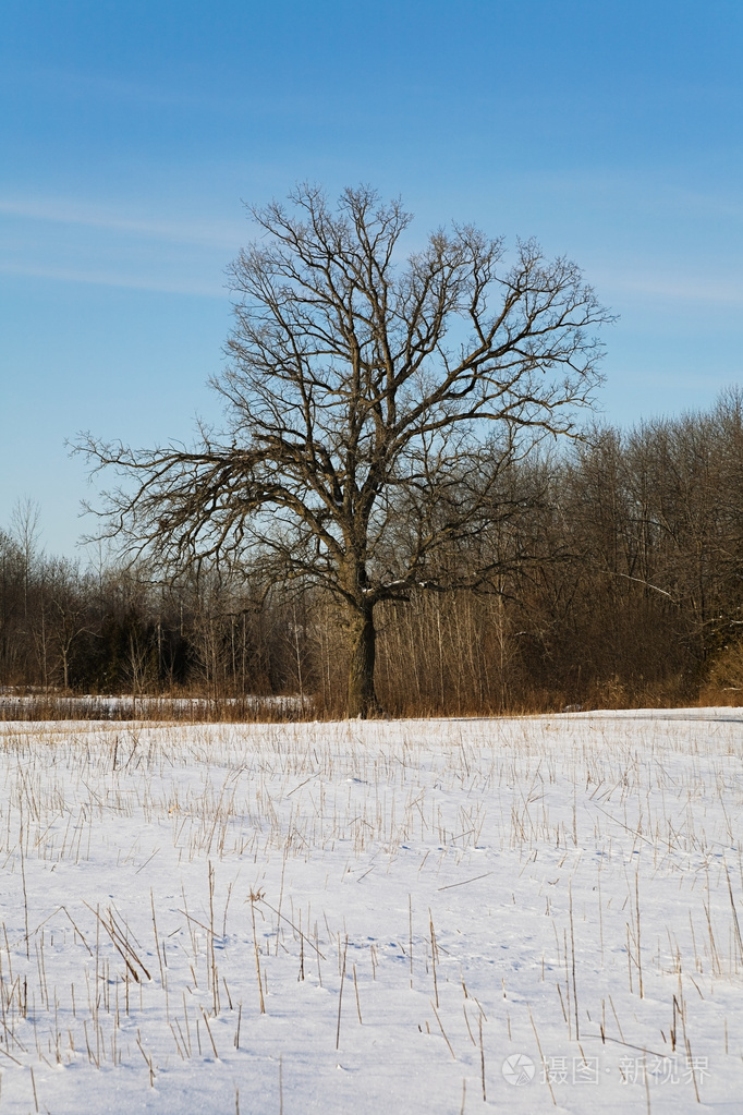 冬天的树