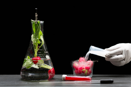 科学家用番茄做实验狗可疑的坏了的食物医生食品科学家在实验室测试新