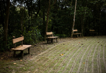 马来西亚基纳巴卢山森林长椅图片