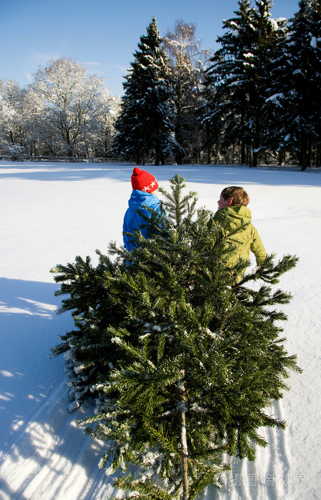 孩子们在雪地里拉圣诞树