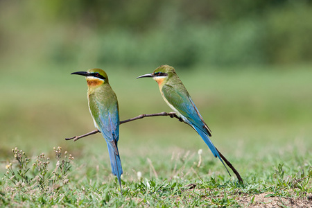 蓝尾的蜂食者图片