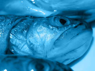 鳟鱼食谱蓝鳟鱼照片