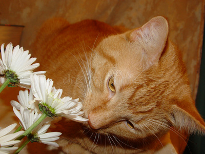 味道了基蒂闻到了花的味道照片
