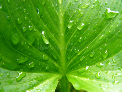 有机体 树叶 植被 呼吸 特写镜头 纹理 静脉 动脉 胼胝体