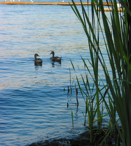 几只鸭子在湖边嬉戏图片