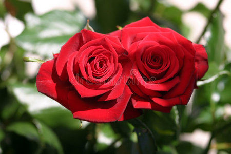 两朵接吻玫瑰照片