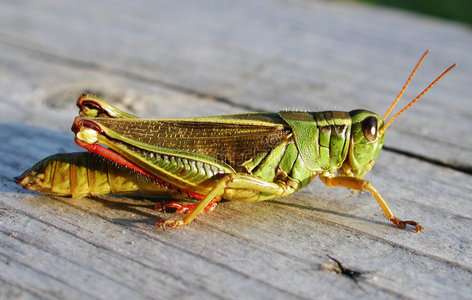 草蜢特写宏照片