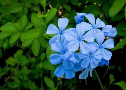 耳白花菜图片