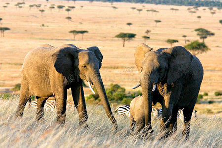 两只大象非洲的两只大象照片