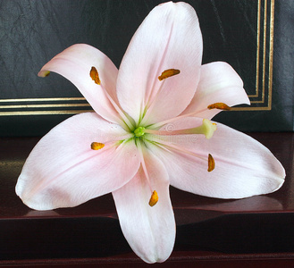 矢量写实粉百合抽象粉莲花,百合,载体粉红色的白色的玫瑰酿酒的杜鹃花