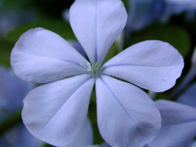 蓝白花