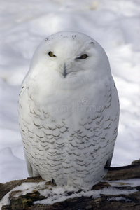 雪猫头鹰