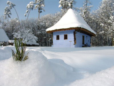 雪松叶图片