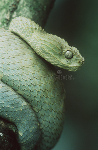 长鼻羚1叶毒蛇/atheris squamigera布什毒蛇/atheris squamigera蛇