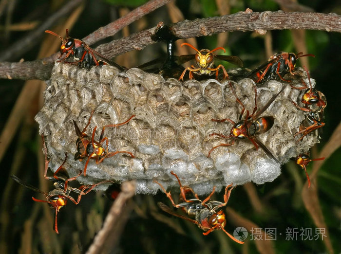 下载小样发票合同问题/举报悬停飞行常见蝇类瓢虫幼虫吊蝇蝗虫切叶蜂