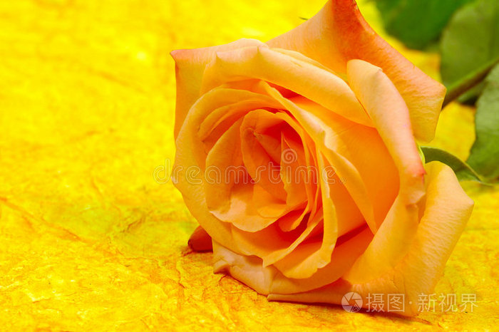 橙色玫瑰色背景