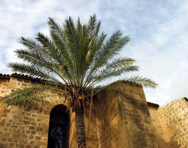 棕榈树清真寺