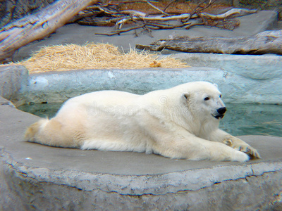 北极熊8