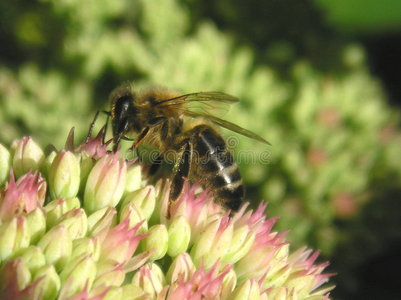 蜜蜂与植物