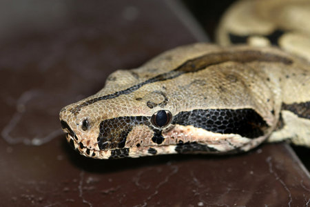 蟒蛇蛇图片-蟒蛇蛇素材-蟒蛇蛇插画-摄图新视界