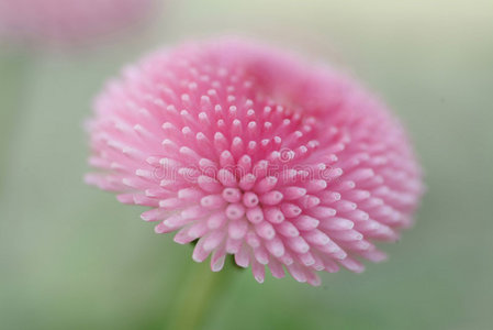 粉红色花朵的特写镜头图片