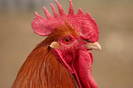 公鸡头带有红色的大公鸡顶上那块石头用水彩铅笔绘图的颜色.