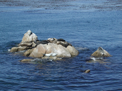 海湾里的海豹