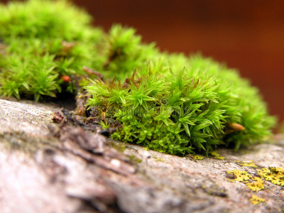 单纯性苔藓图片-单纯性苔藓素材-单纯性苔藓插画-摄图新视界