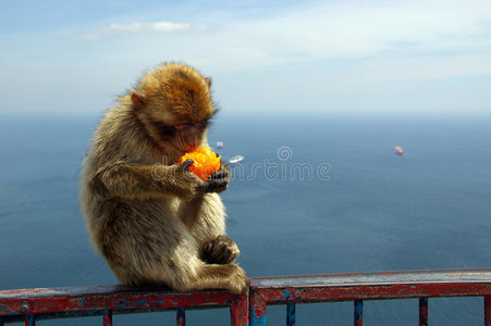 直布罗陀猿猴图片