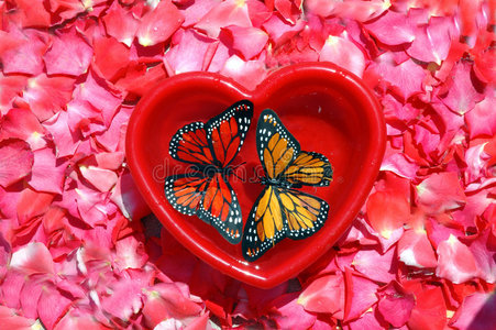 蝴蝶心轮椅两只蝴蝶和心照片