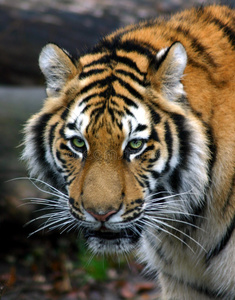 西伯利亚虎吼虎头虎头咆哮的老虎西伯利亚虎动物园里的西伯利亚虎