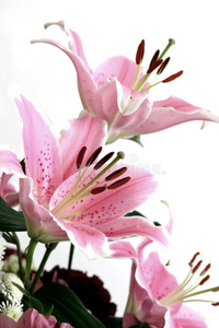 粉红百合花照片