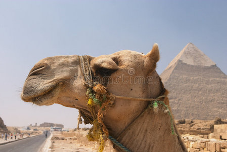 金字塔上的骆驼