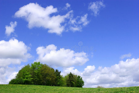 春天的一丛树照片