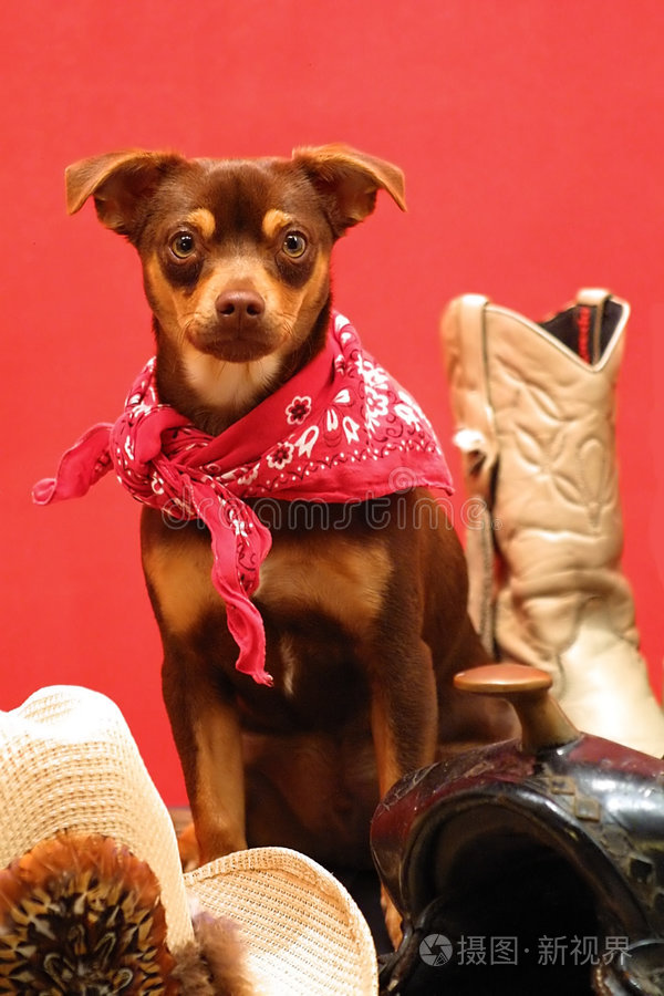 吉娃娃小狗,带着漂亮的红领巾带球小狗戴红色领结的狗圣诞老人的助手