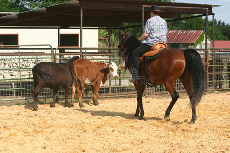 牛马牛马ii照片