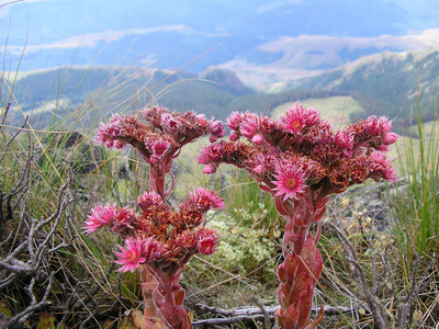 红色山花山景图片