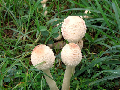 毛茸茸的蘑菇图片